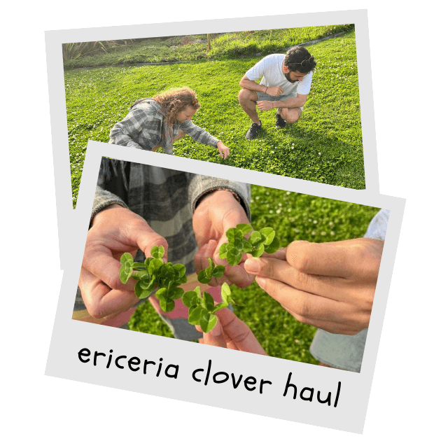 We have collected clovers in probably 10+ countries around the world! You can usually find them. It takes between 15 and 20 minutes usually to find the first one. In Portugal, they are slightly more common.