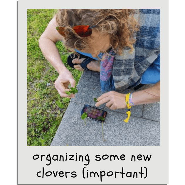When you get a nice haul of clovers, you have to organize them. You then put them in paper to press them, so they can easily be given to friends. If you find a clover, you must give it to someone. It's unlucky to hoarde clovers.